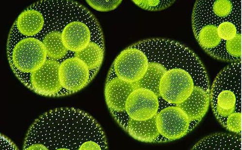 原核生物擬核結(jié)構(gòu)與染色體缺失探討及生物基材料技術(shù)研發(fā)